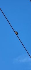 Glaucidium gnoma