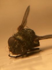 Neomyia cornicina
