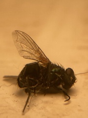 Neomyia cornicina