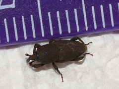 Sphenophorus minimus