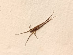 Styringomyia