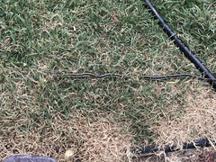 Thamnophis elegans elegans