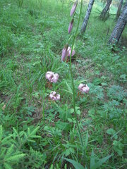 Lilium martagon pilosiusculum