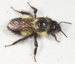 Bombus vagans bolsteri