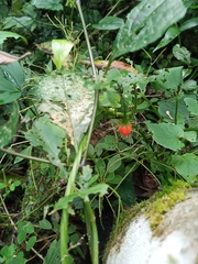 Malvaviscus penduliflorus