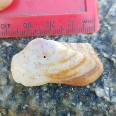 Lamarcka imbricata