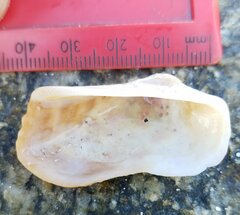 Lamarcka imbricata