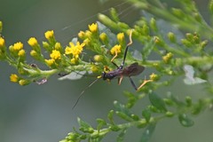 Exetastes suaveolens