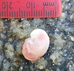 Pseudochama cristella