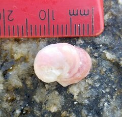 Pseudochama cristella