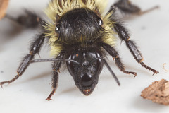 Bombus vagans bolsteri