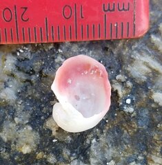 Pseudochama cristella