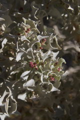 Atriplex hymenelytra