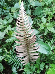 Blechnum occidentale