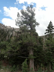 Pinus flexilis