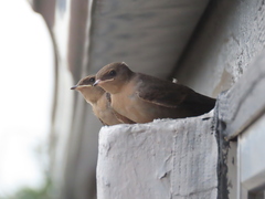 Ptyonoprogne fuligula