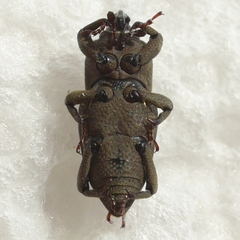 Sphenophorus minimus