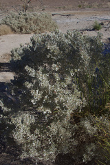 Atriplex hymenelytra