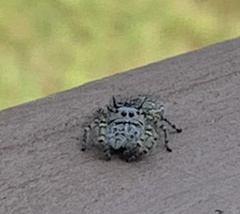 Phidippus mystaceus