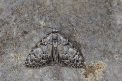 Meganola strigula