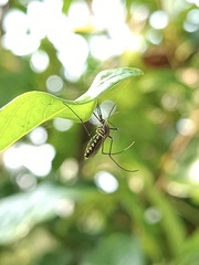 Armigeres subalbatus