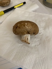 Agaricus bisporus