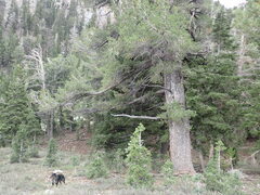 Pinus flexilis