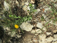 Grindelia nuda