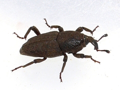 Sphenophorus minimus