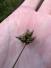 Carex divisa