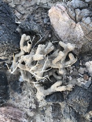 Gnathamitermes