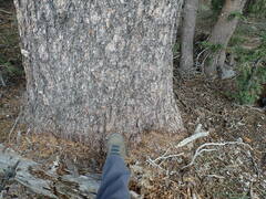 Pinus flexilis