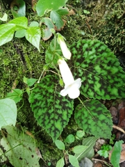 Smithiantha multiflora