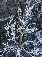 Gnathamitermes
