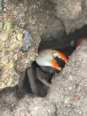 Parasesarma erythodactylum