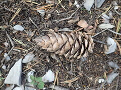 Pinus flexilis