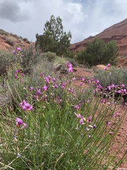 Astragalus coltonii
