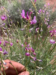 Astragalus coltonii
