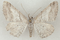 Digrammia cinereola