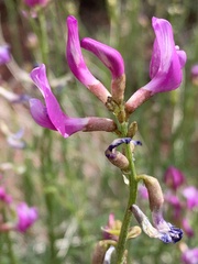 Astragalus coltonii