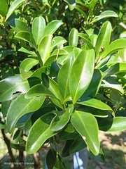 Euonymus cochinchinensis