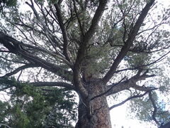 Pinus flexilis