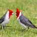 Red-crested Cardinal - Photo (c) greglasley, some rights reserved (CC BY-NC), uploaded by Greg Lasley