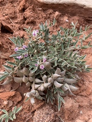 Astragalus piscator