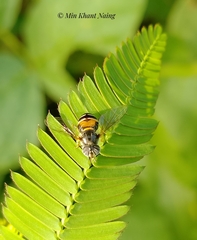 Paragus serratus
