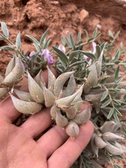 Astragalus piscator