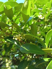 Euonymus cochinchinensis
