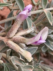 Astragalus piscator