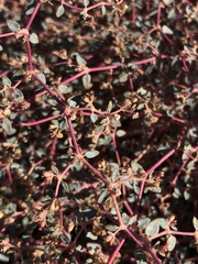 Euphorbia parishii
