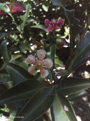 Euonymus cochinchinensis